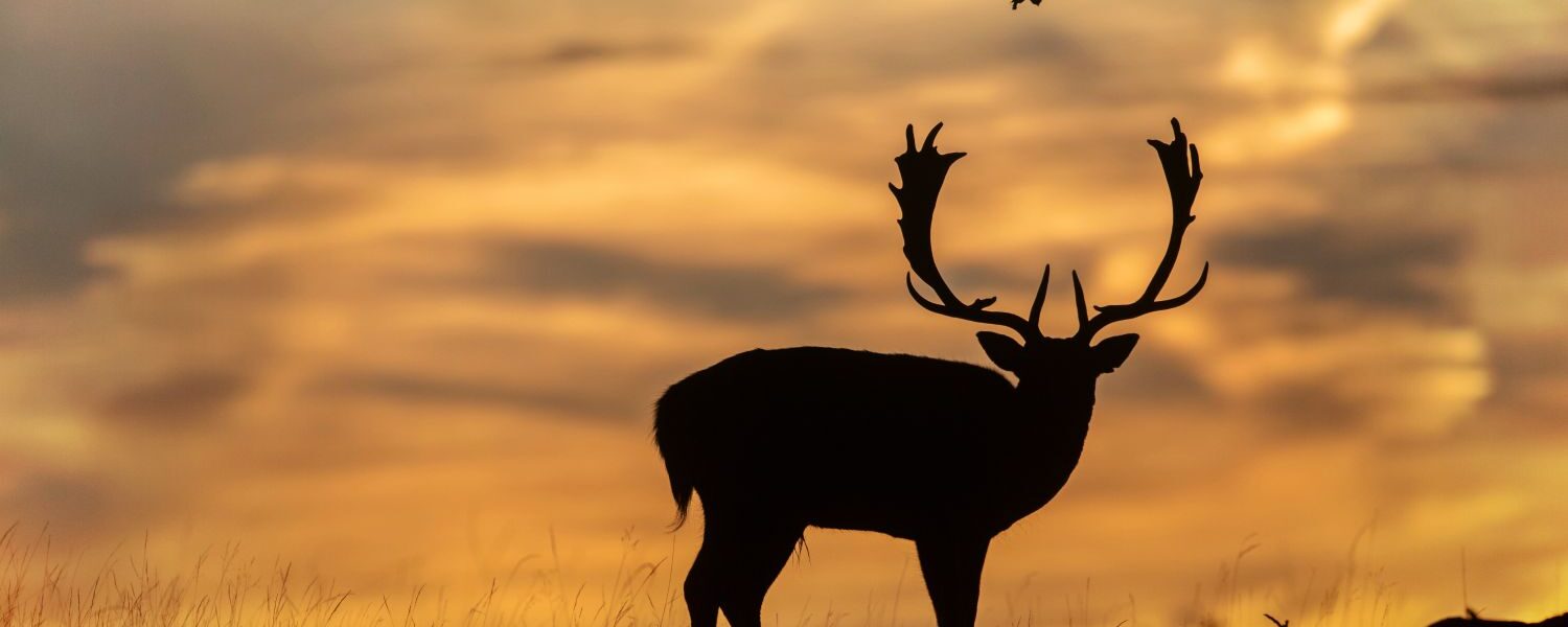 Elk Hunting: How to Do It Right