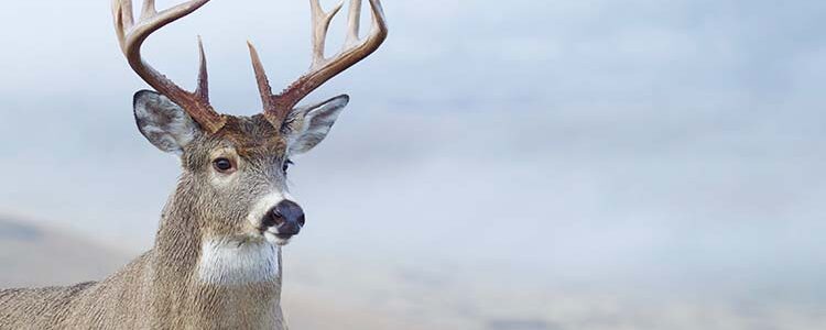 Strategies for a Successful White Tail Deer Hunting Season