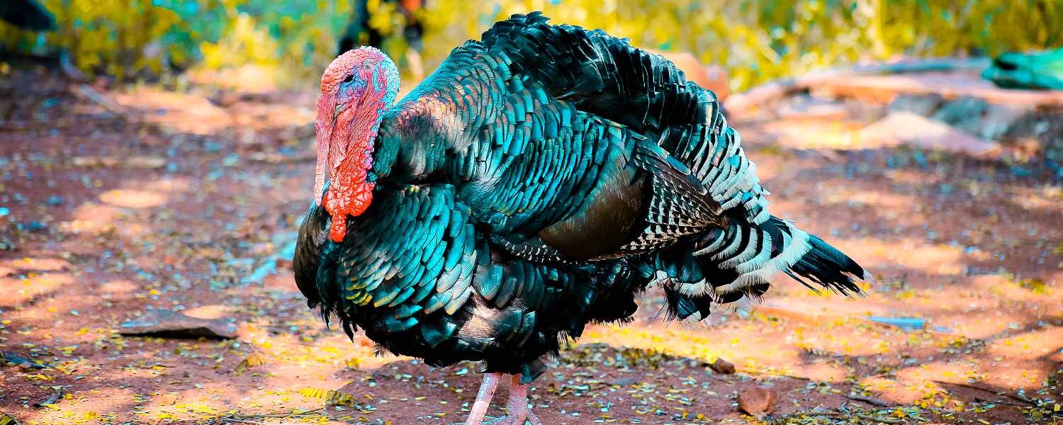 10 Turkey Hunting Tactics